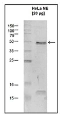 Western Blot: SETD7/9 Antibody [NBP3-18675] - Figure 1. Western blot analysis using the antibody directed against SETD7/9 HeLa nuclear extracts (HeLa NE, 20 ug) were analysed by Western blot using the antibody against SETD7/9 diluted 1:1,000 in TBS-Tween containing 5% skimmed milk. A molecular weight marker (in kDa) is shown on the left; the location of the protein of interest is indicated on the right.